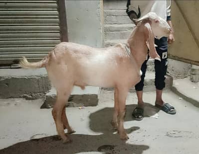 Doda bakra | sheep | Goat | Qurbani 2026 | mundra | chatra