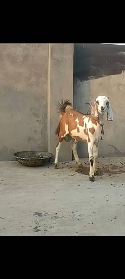 Required. mujy chahiye. 4-4 months male goat