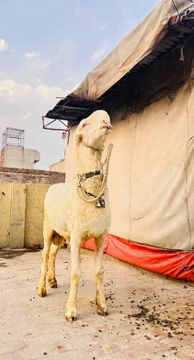 Goat for sale