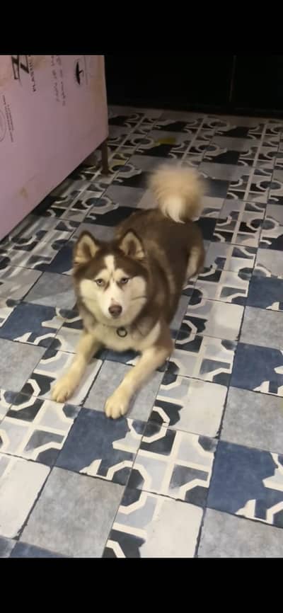 Husky is looking for a new home