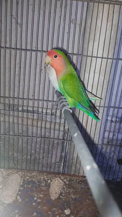 love bird