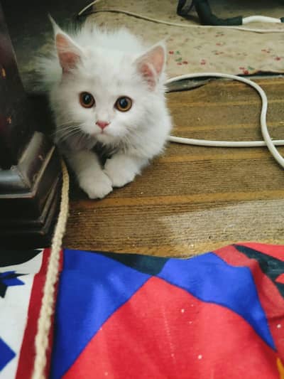 tripple coat persian female litter train doll face