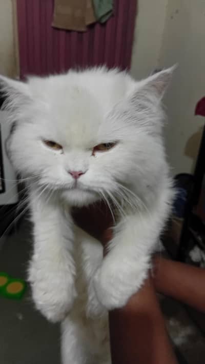 Persian cat female