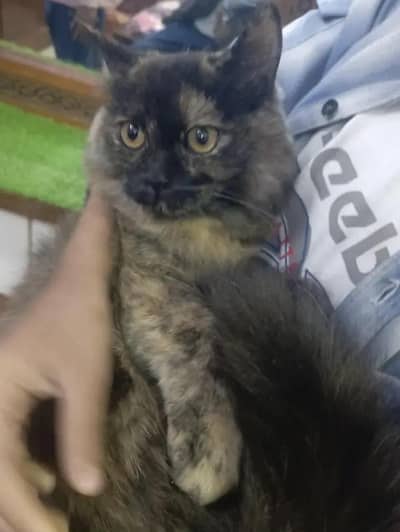 White Doll Face Full Persian Female Cat