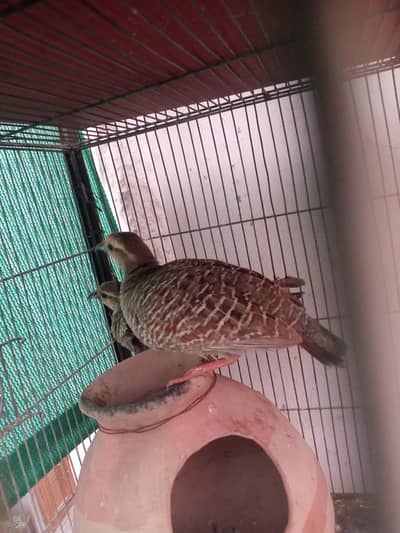 love bird