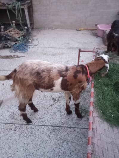 Qurbani K Bakry For Sale