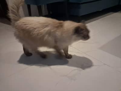 call offer Himalian cat