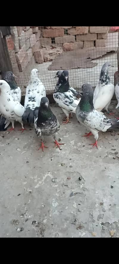 03064301828
