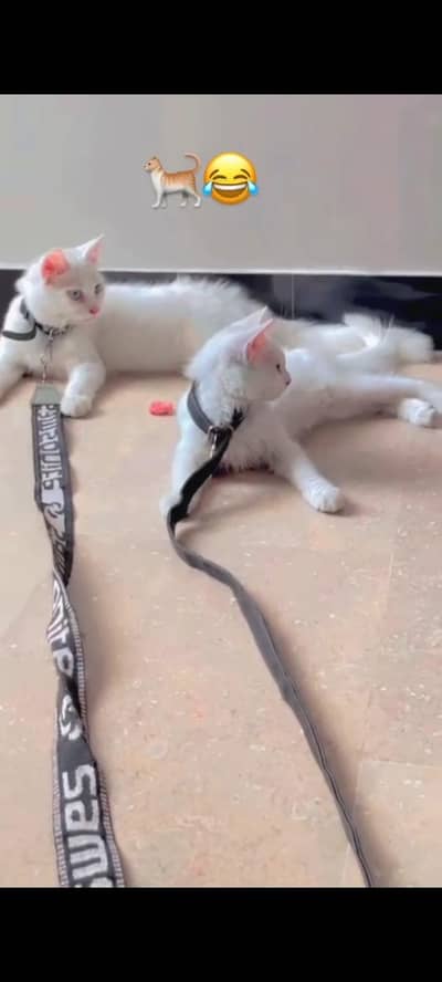Pure Persian Kitten Pair Male Female 2 Months Old Healthy
