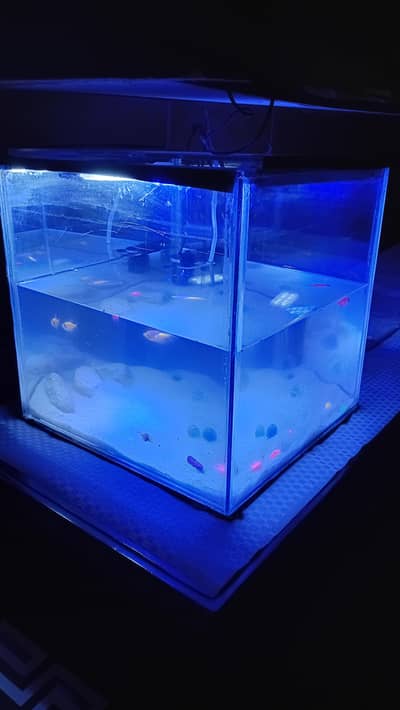 aquarium for sale with all accessories and fish