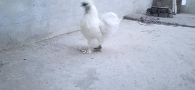 Silki Male available