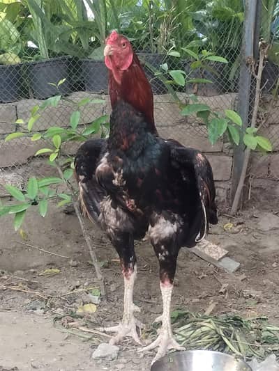 pure Aseel hy pair for sale
