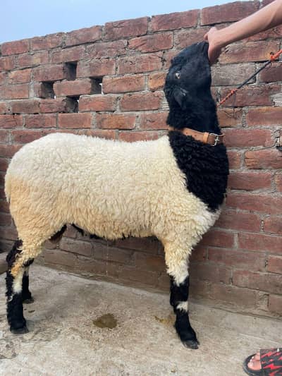 Dondy chatry for Qurbani