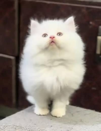 Persian female kitten for sale all Pakistan delivery available