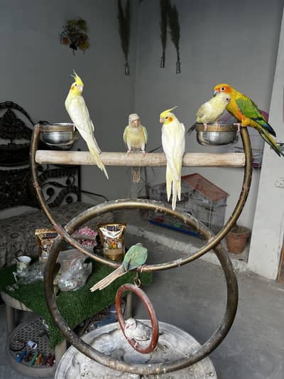 Hand tame birds cockatiel | conure & parrot accessories