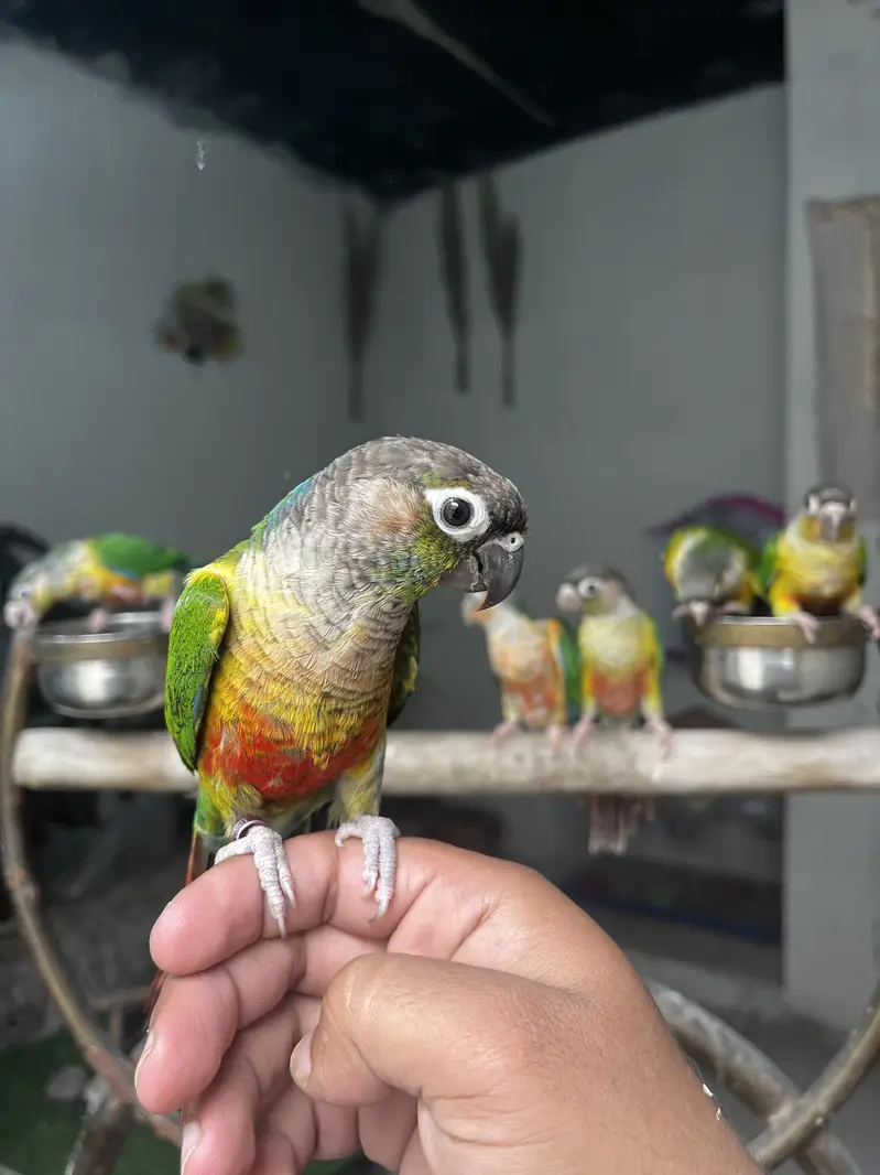 Hand tame birds rump | conure & parrot accessories — photo 5
