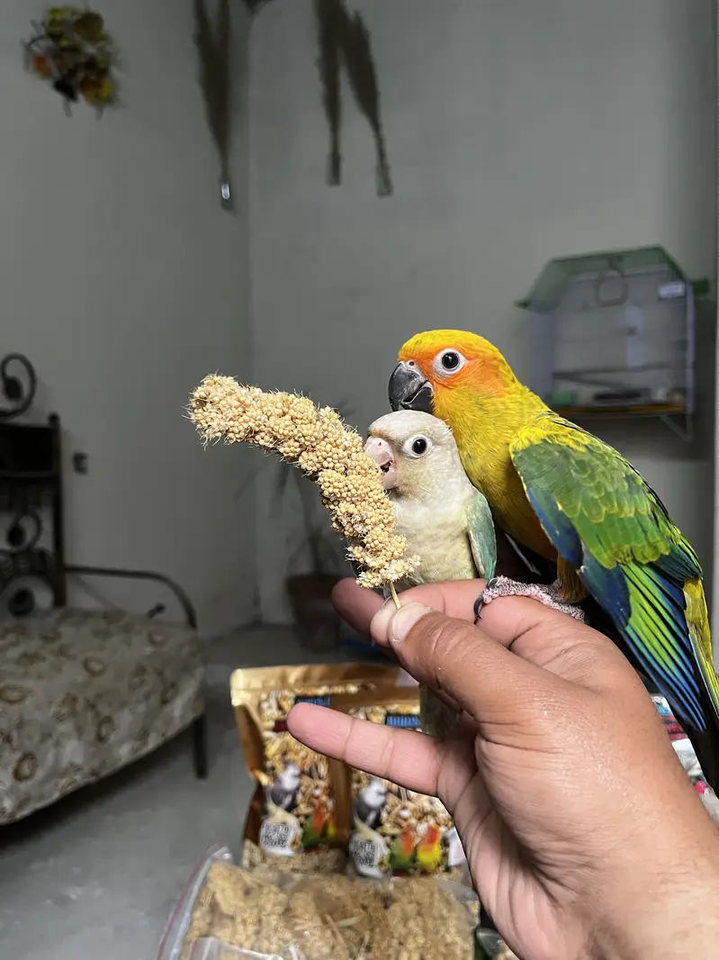 Hand tame birds rump | conure & parrot accessories — photo 7