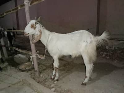 2 dant khassi bakre for sale 45000 / 50000