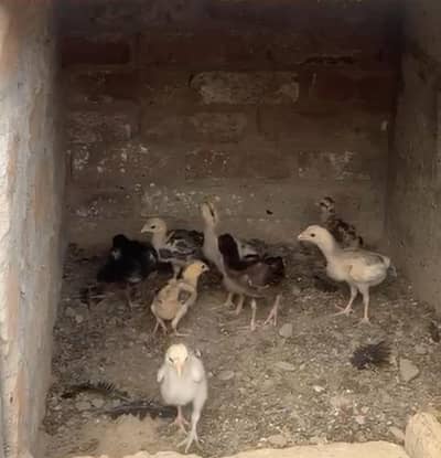 High quality Aseel s chicks for sale
