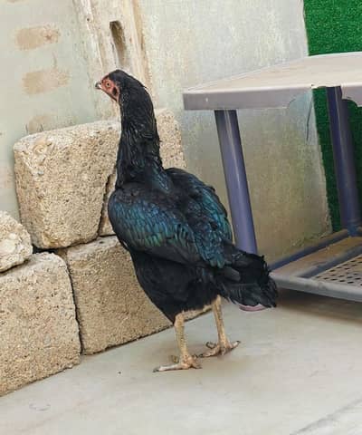 pure breed sindhi