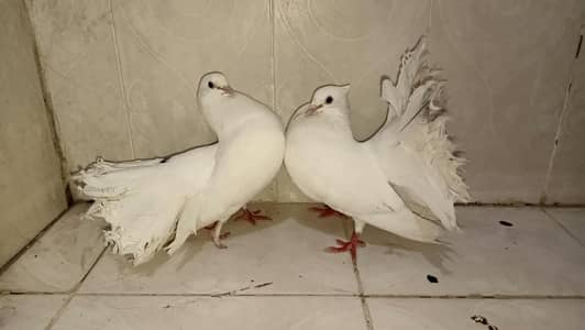 Indian fantail full black & full white