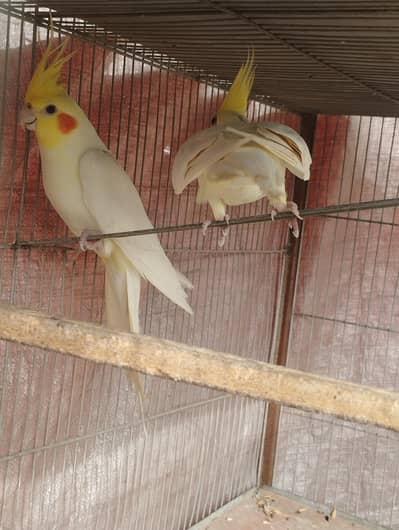 cockatiel cocktail cocktael parrot
