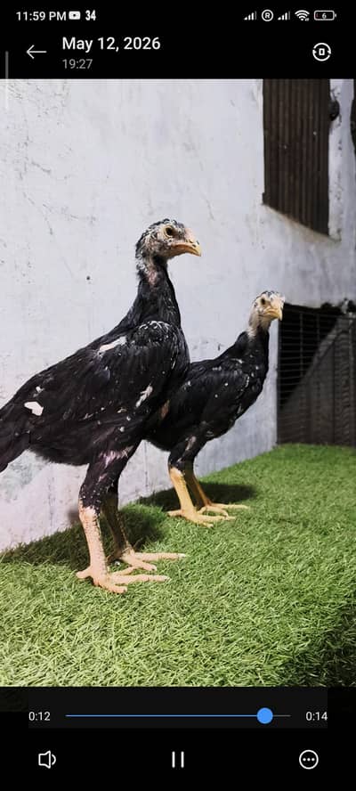 black shamo chicks/Shamo chicks/aseel chicks/hens/chicks