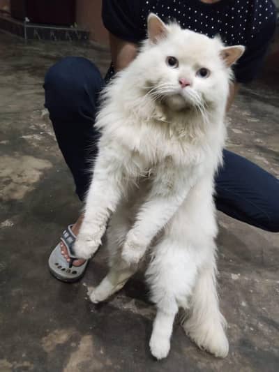 male healthy Cat for sale