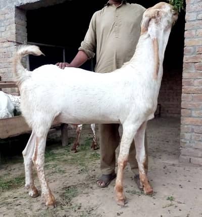 qurbani k liye 2 baray bakray for sale