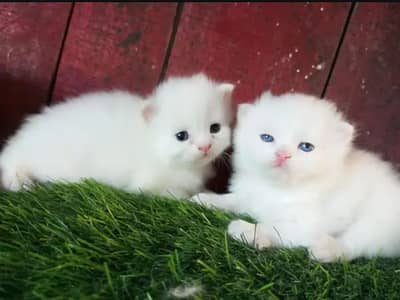 Persian female kitten for sale all Pakistan delivery available