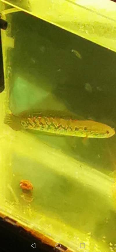 chana fish mail 10 inch best
