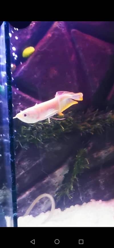 chana fish mail 10 inch best