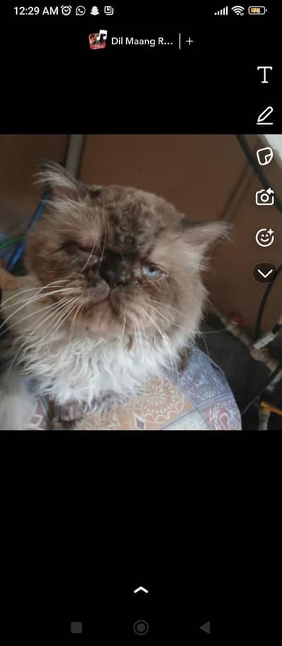male cat for sale