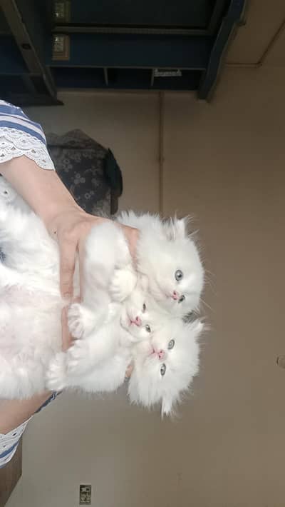 Perisan kittens | For sale