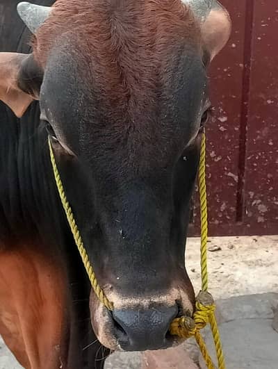 Donday Bachry Available for Qurbani | Bulls for sale