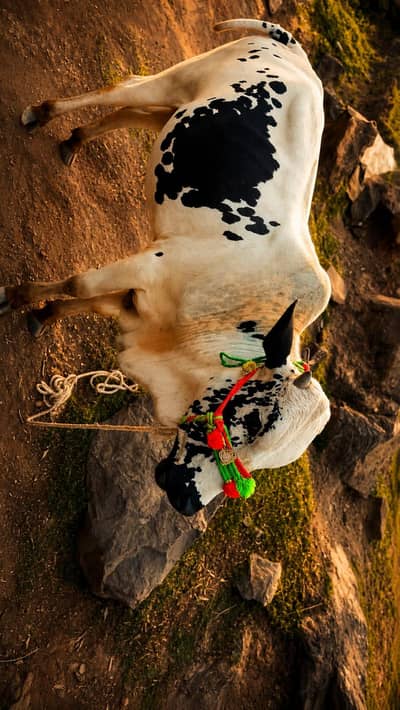 Bull  Qurbani