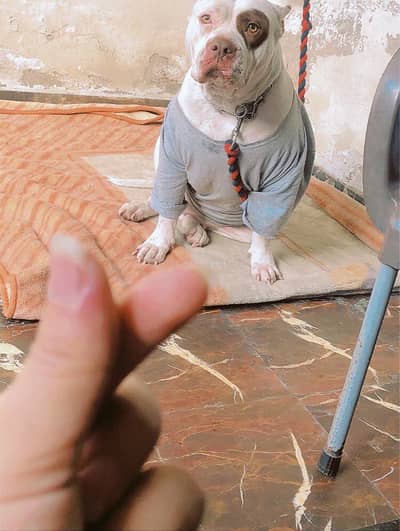 American pittbull