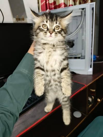 Small Cute Persian Kitty 2 month old Female