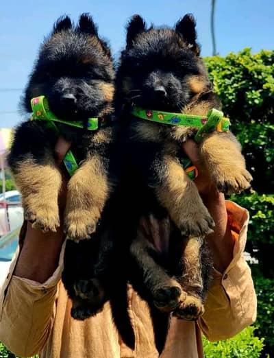 topline show high class quality gsd proper long pair for sale