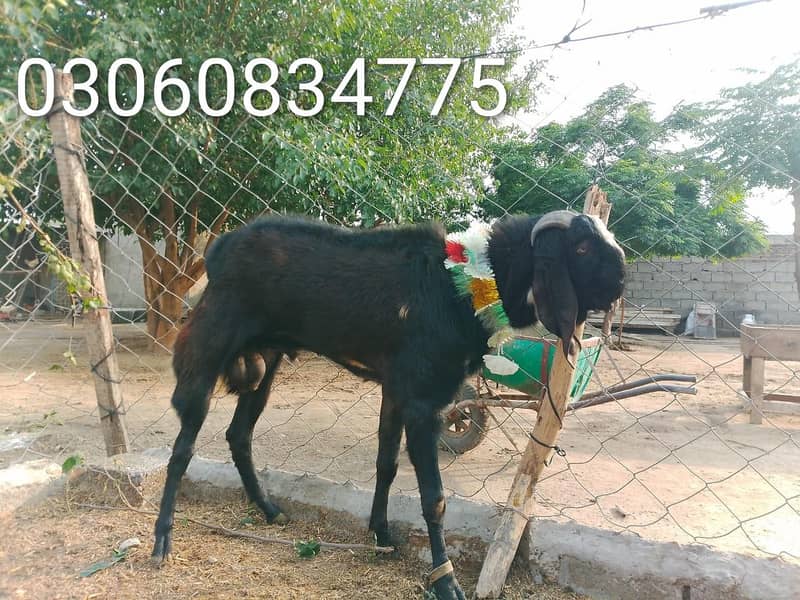 بکرا برائے فروخت 1