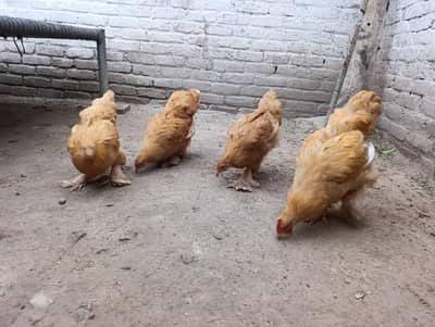 Golden buff 1 male 3 female for sale