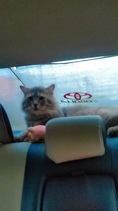 Siberian breed male.