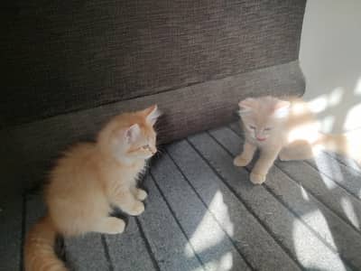 persian kitten pair