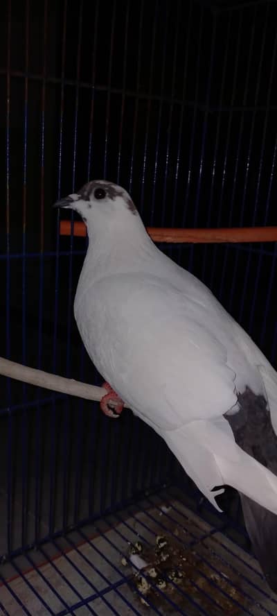 For sale Single Pigeon