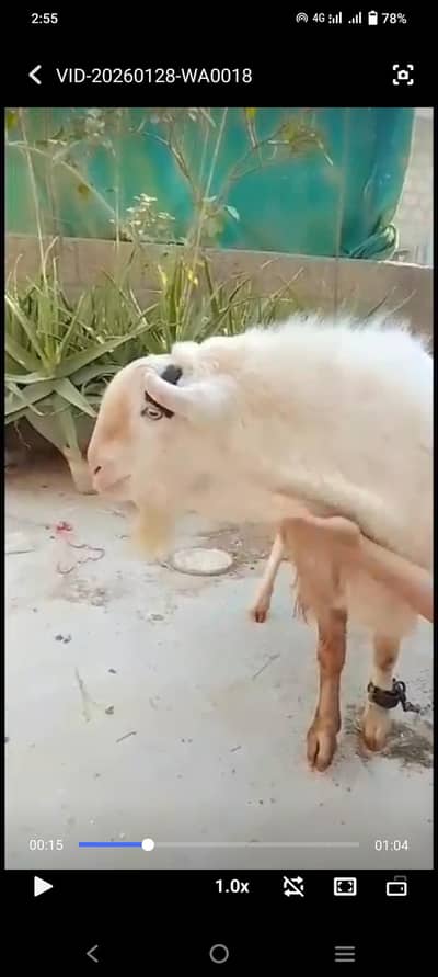 teddy goat breeder