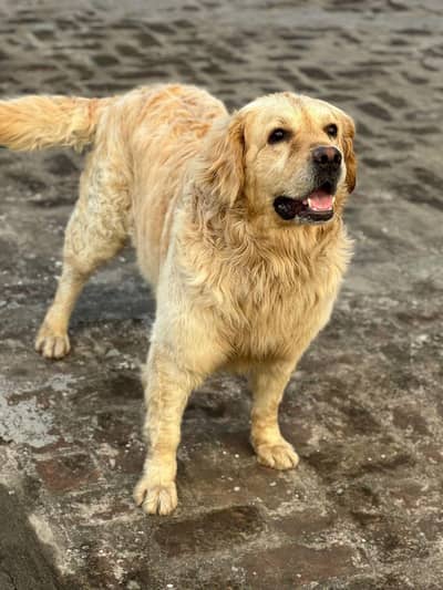 golden retriever male for stad