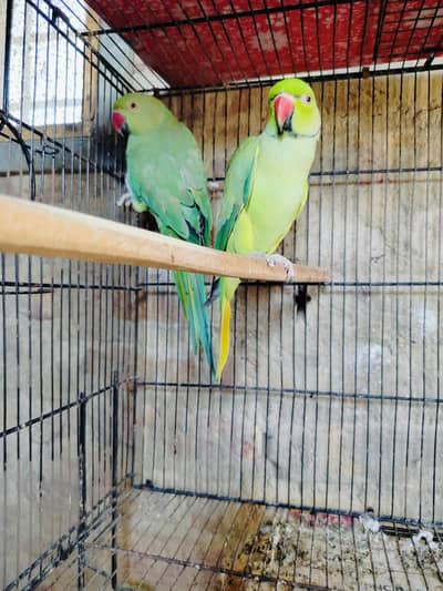 Ring Neak pair