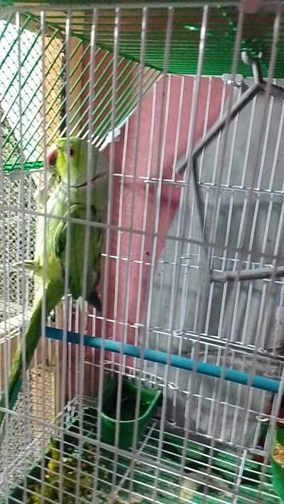 breeder male hai breed kry ga