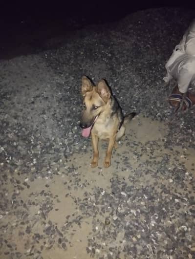 German shepherd for sale