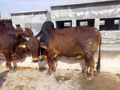 Big Raja